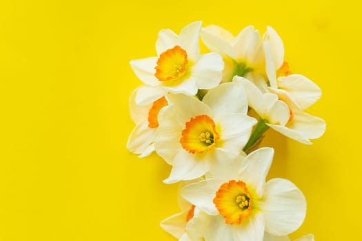 A bouquet of yellow daffodils flowers isolated on a yellow background. Flat lay, top view. Place for inscriptions