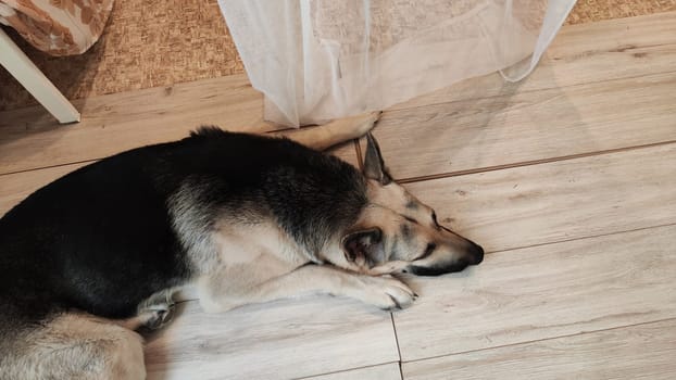 Dog German Shepherd inside of room. Russian eastern European dog veo indoors