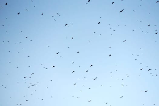 Exposed blue sky full of birds flying overhead. Background, chaos, black and white, flight,