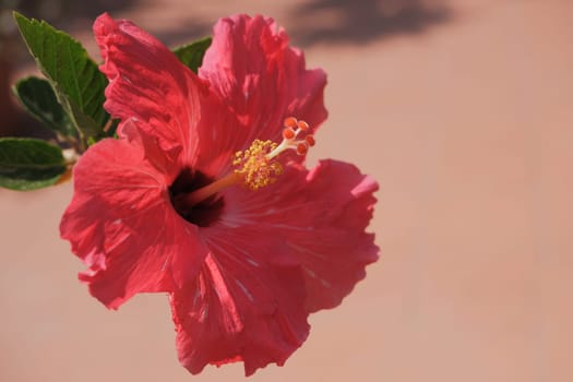 Hibiscus rosa-sinensis. This is a tropical evergreen plant with pink flowers and green leaves during the sunny day.