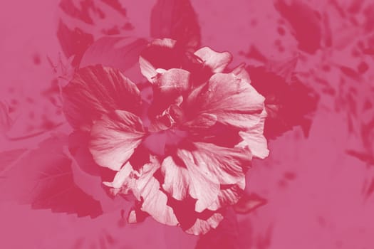 Hibiscus rosa-sinensis. This is a tropical evergreen plant with pink flowers and green leaves during the sunny day.