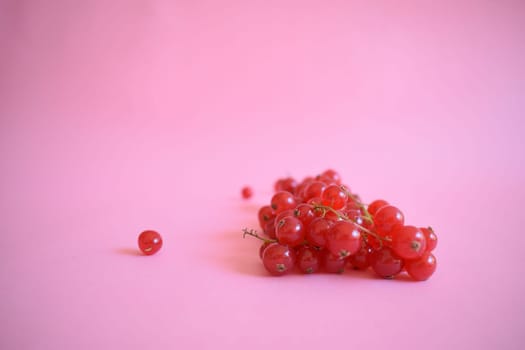 Red currant isolated on pink background.