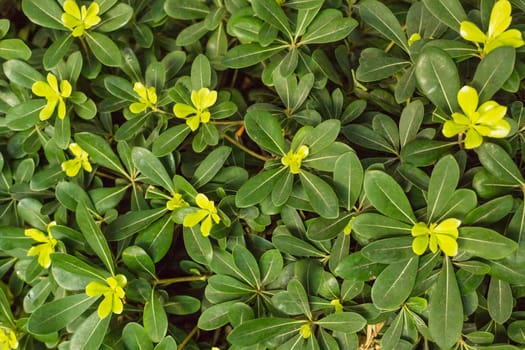Young green leaves of the plant bush Pittosporum tobira, nature background