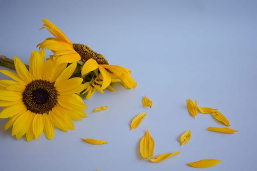 Sunflower isolated on blue background.