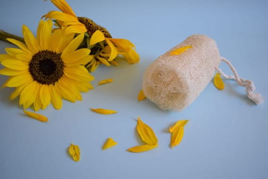 Natural Luffa Sponge. Body scrap with natural sponge on a blue background.