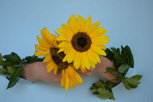 A young girl holds a sunflower, on a blue background.