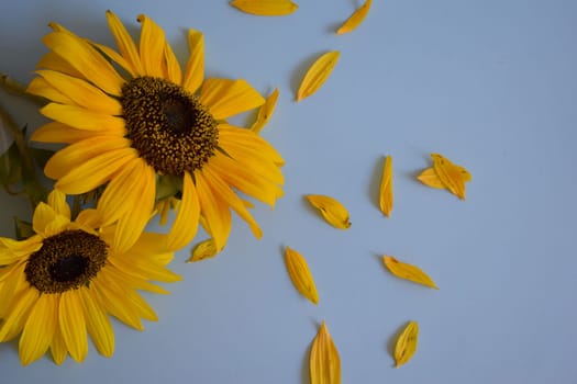 Sunflower isolated on blue background.