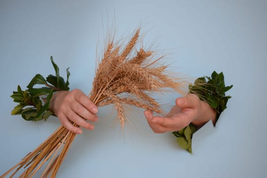 Ears of wheat in the hands of a young girl, on a blue background.