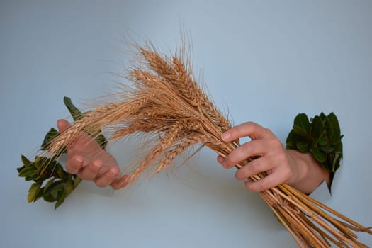 Ears of wheat in the hands of a young girl, on a blue background.