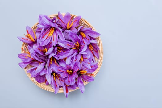 Crocuses of saffron flowers in a wicker plate on a gray background. Purple flowers with red stamens. Autumn flowers. Place for text.