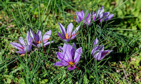 Flowering saffron plant. Harvesting crocus flowers for the most expensive spice. Purple crocus flowers.