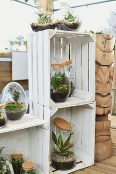 Green indoor plants in glass jars