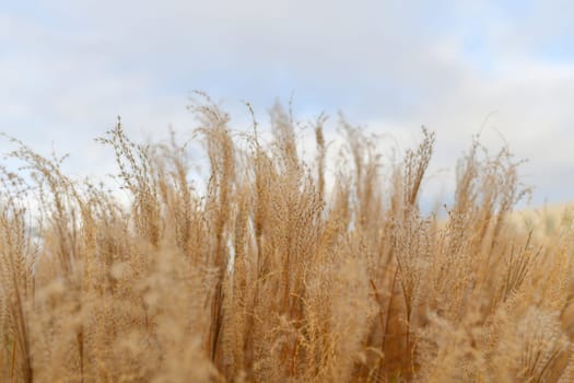 Natural background Dry reed. Minimal, stylish and trend concept.