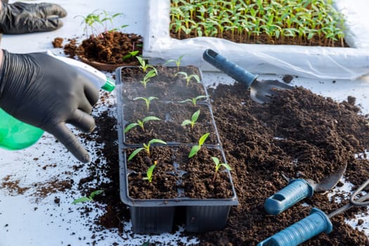 Spraying pepper leaves with water in a greenhouse, growing seedlings. Agriculture.