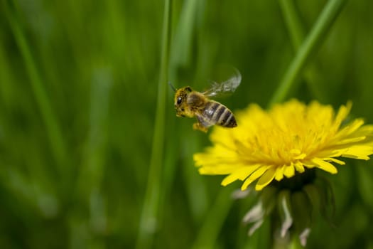 close-up shot of a bee covered with yellow pollen on a bright yellow dandelion flower. High quality photo