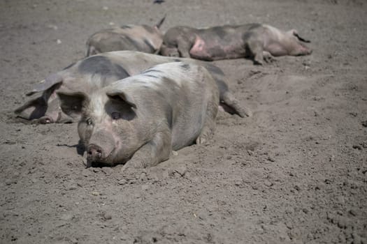 Domestic pig wallowing in the mud. High quality photo