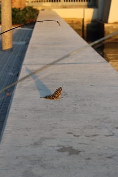 A puffer fish is lying on the dock, early morning, caught while fishing in Miami.