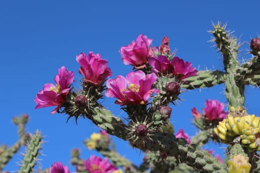 Winter Hardy shrub cactus Cylindropuntia Spinsior Beautiful DARK PURPLE BLOSSOMS, Texas, USA.