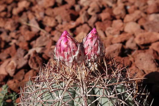 Golden barrel cactus (Echinocactus grusonii). Closeup of Echinocactus Grusonii ready to bloom with pink flowers.