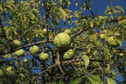 Maclura pomifera with fruits osage orange, horse apple, adams apple . Fruits are poisonous and used in alternative medicine.