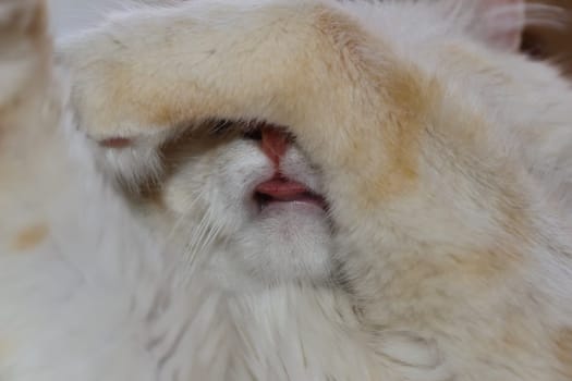 Adorable ginger cat hiding behind paws and sticking his tongue out close up.