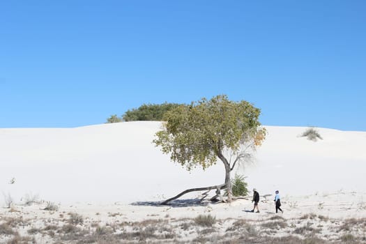 NEW MEXICO, USA - White sands: A traveler photographs walk on white gypsum sands in a desert landscape against a background of blue sky and a try. Sand Dune at White Sands National Monument. USA