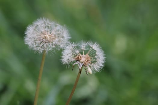 Dandelion seeds in the morning sunlight across a fresh green background.