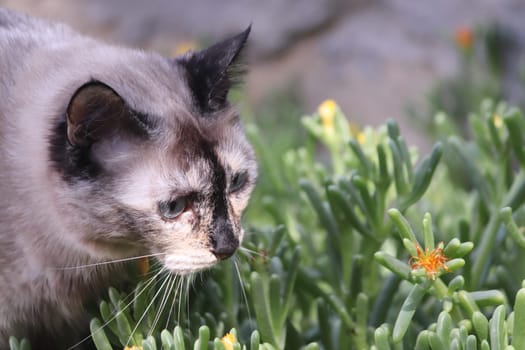 Tortoiseshell short hair Cat stroling through some plants.