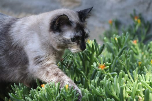 Tortoiseshell short hair Cat stroling through some plants.