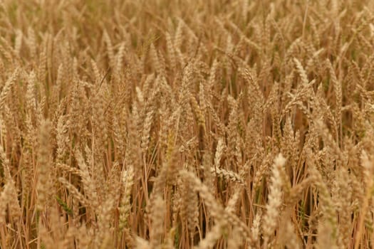 Golden ears of wheat at a sunset