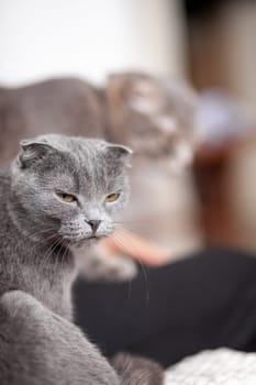 Beautiful striped gray cat. A domestic cat is lying on the sofa. A cat in a home interior. Image for veterinary clinics, websites about cats. selective focus