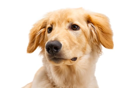 Portrait of beautiful golden hovawart dog isolated. six month old hovawart blonde puppy portrait in studio