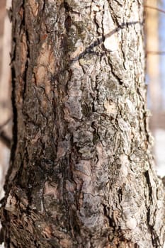 A close-up photo of a tree trunk. There is a forest in the background, and free space for text. The bark of the trunk is infected with pests. Bark destroyed by the weather.