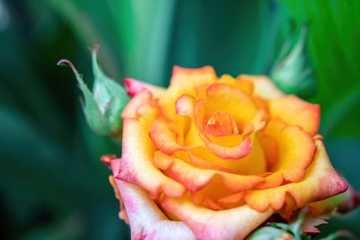 Beautiful Rose and Rosebuds in Rose Garden, Close Up, Selective Focus