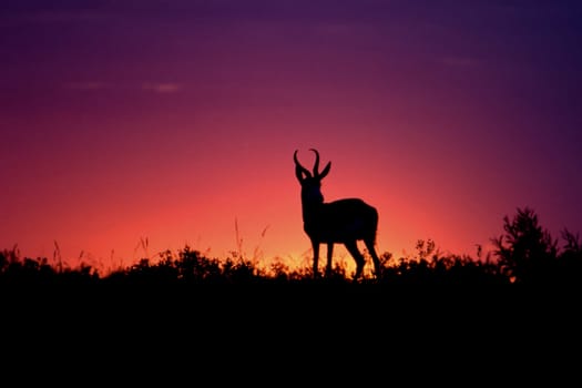 Springbok (Antidorcas marsupialis), Central Kalahari Game Reserve, Ghanzi, Botswana, Africa