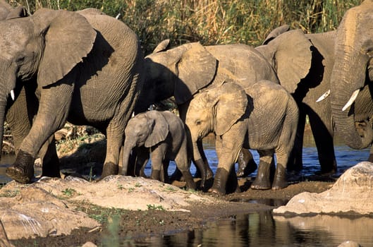 Elephant, (Loxodonta africana), Kruger National Park, Mpumalanga, South Africa, Africa