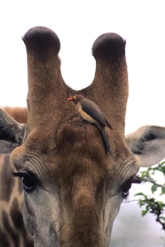 Redbilled Oxpecker (Buphagus erythrorhynchus) , Kruger National Park, mpumalanga, south africa