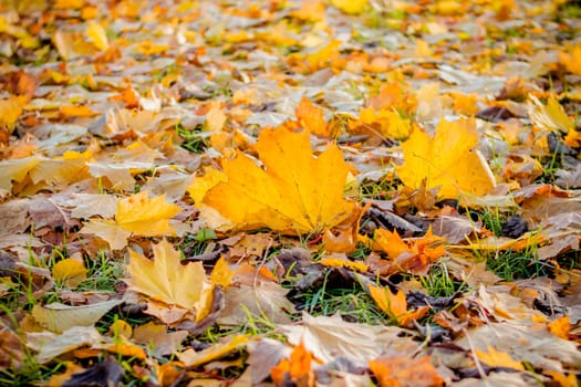 Beautiful autumn landscape with yellow trees and sun. Colorful foliage in the park. Falling leaves natural background