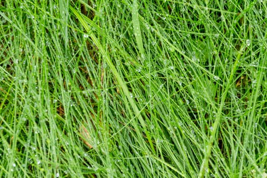 lush green grass covered in early morning dew