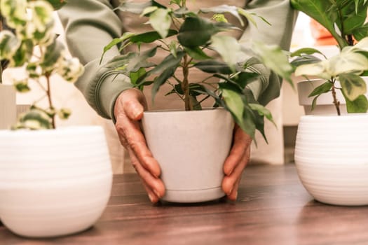 Home gardening, hobby, freelancing, cozy workplace. Grandmother gardener housewife in an apron holds a pot of ficus benjamin in her hands.