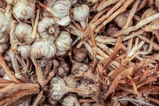 Top view, garlic sticks, displayed on food market.