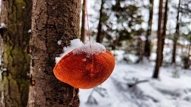 Close-up of Eco-friendly orange peel bird feeder on tree under the snow in the forest