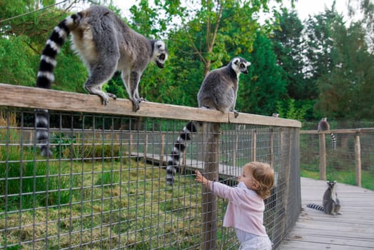 A girl in the zoo wants to touch the tail of a lemur. Ring-tailed lemur