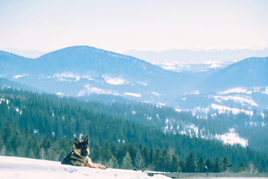 dog on the top of mountain. winter mountain landscape with dog. download image