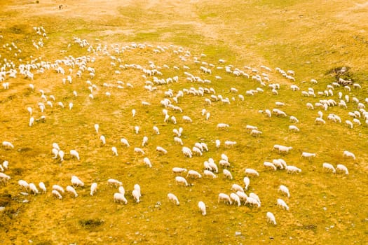 Flock of sheep eats grass at rough grazing against high mountain pass explored by tourists. Animals walk on mountain slope pastures against grey sky