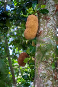 Discover the unique taste of Jaca, a tropical fruit with a pointy bark, similar to banana and high in calories. Perfect for a refreshing summer snack!