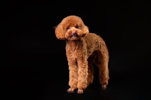 A red young poodle on a black background. Studio photo.