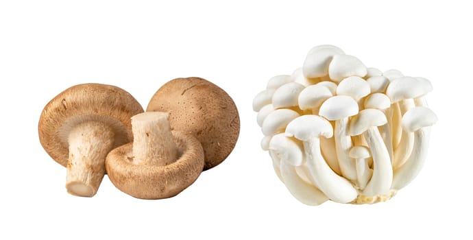 Mushroom on white background, healthy food concept.
