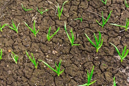 Onions grow on cracked dry soil in a garden bed.