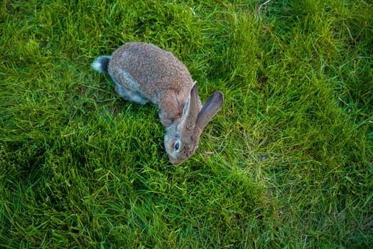 One rabbit eats grass in the garden